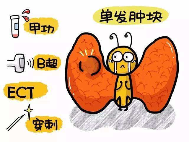 甲状腺是脊椎动物非常重要的腺体,属于内分泌器官