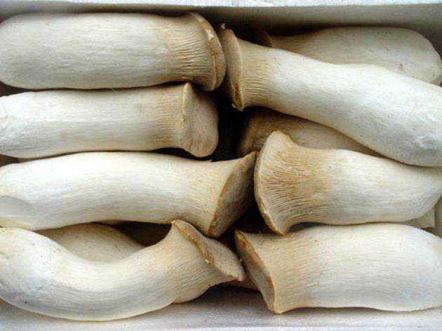 买杏鲍菇,选大的还是选小的?老菜农:学会这两招,一挑一个准