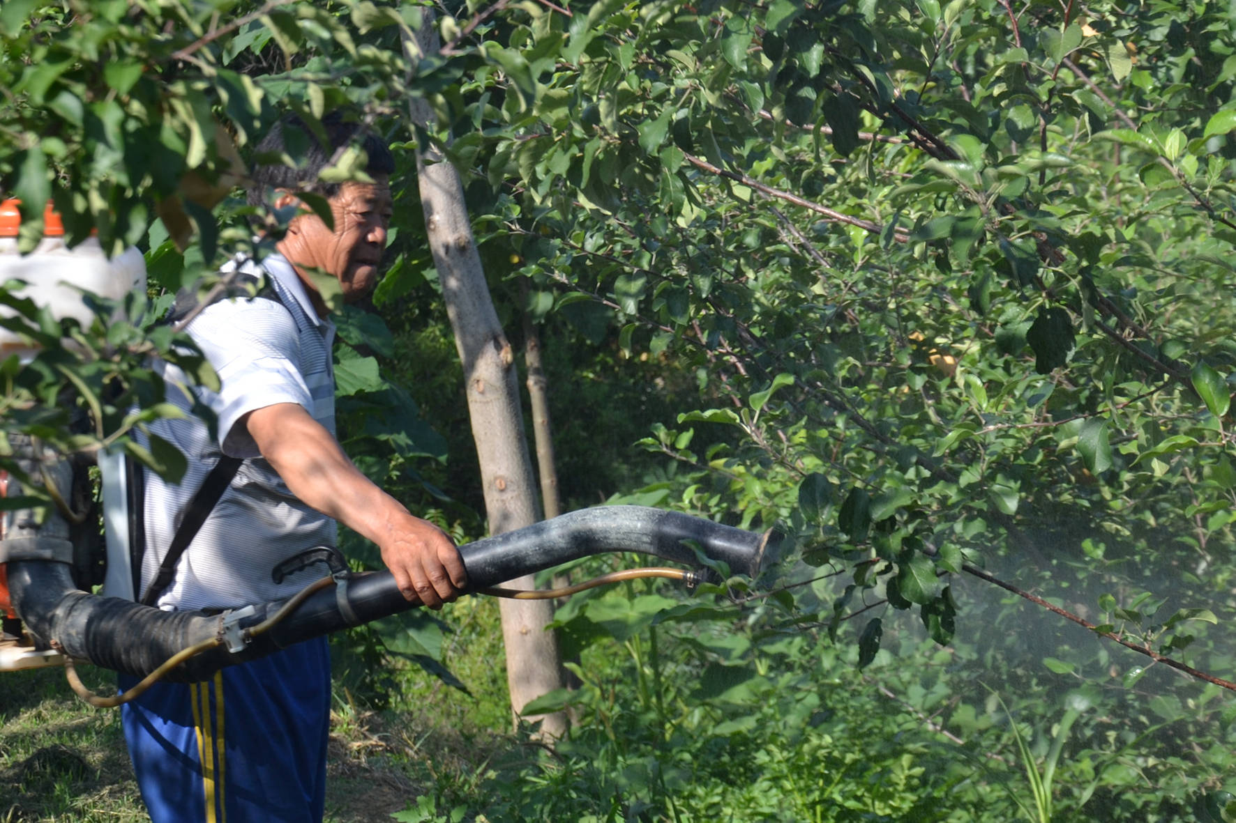 老弱苹果树结果不好