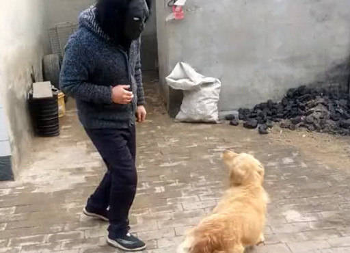 原创脑洞男子下班回家,戴上猩猩头套恶搞金毛,金毛的反应让人笑翻