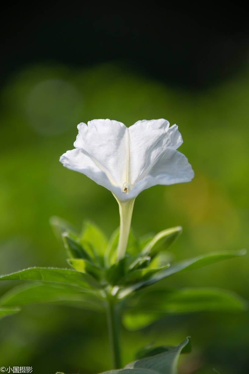 花卉摄影人称罗密欧与朱丽叶之花的紫茉莉代表坚贞质朴成熟美