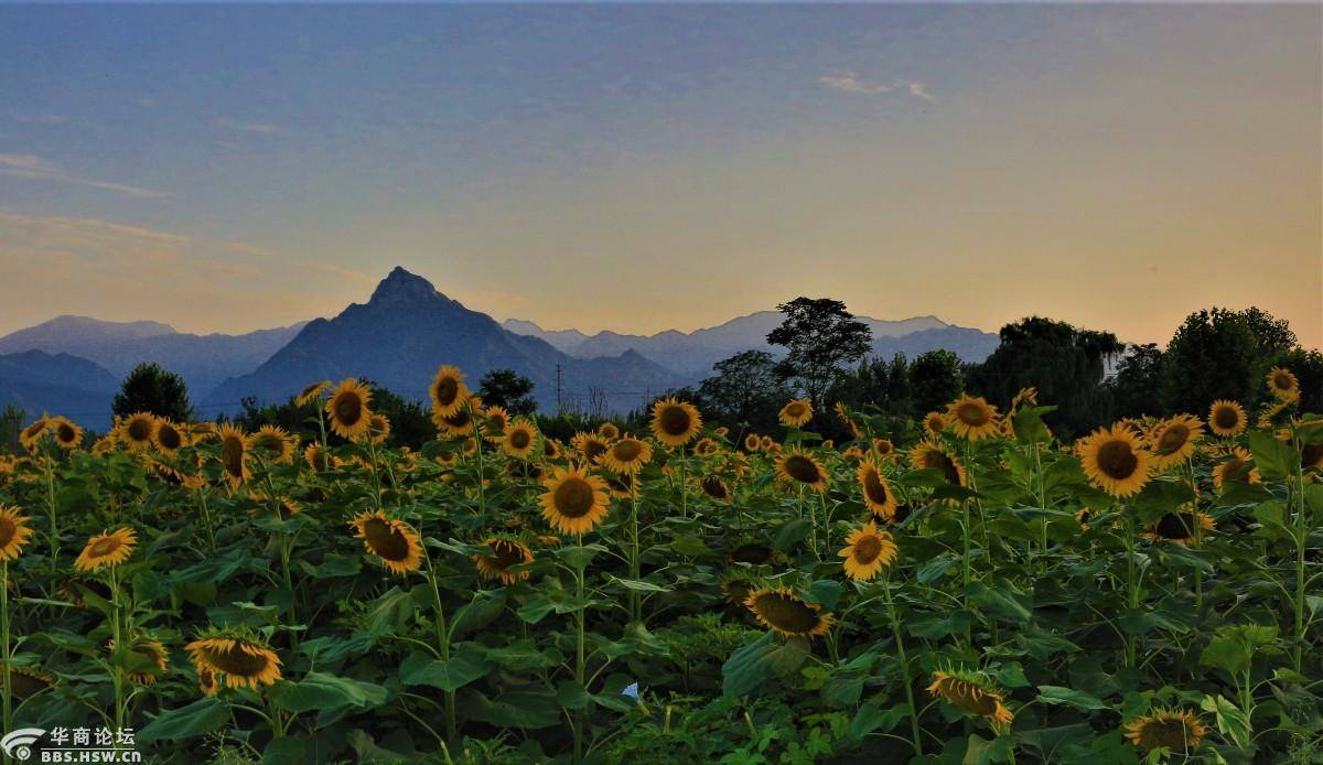 秦岭角下东大镇西大村向日葵地里观日落