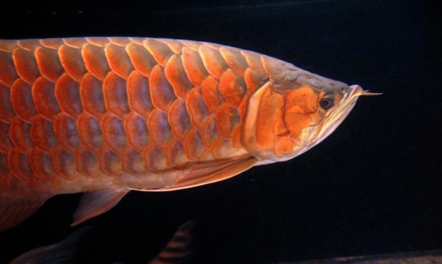 红龙的"厚道"美,你发现了么?