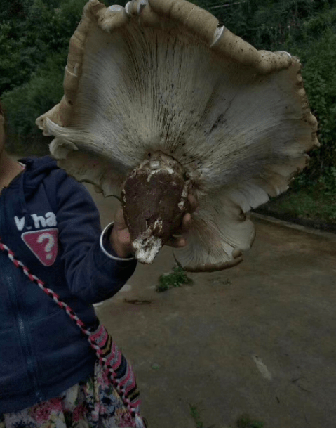 云南巨型鸡枞菌大如雨伞圆似磨盘画面壮观
