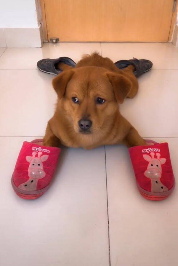 狗狗的表情亮了,反而觉得没有怎么样.