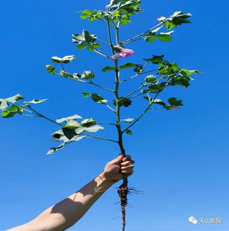 搞清楚旺的问题,一定要搞清楚什么是理想棉花株形.