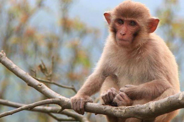 申猴无邪,1968年属猴人晚年,佛说一切都是天意!