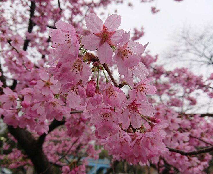 樱花长啥样特点图片