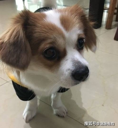 原创气质高雅,魅力迷人的博美犬和蝴蝶犬,哪种更适合你饲养?