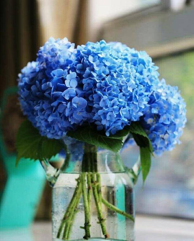 原创无尽夏绣球夏天养护要把控好光照花开五颜六色超级水灵