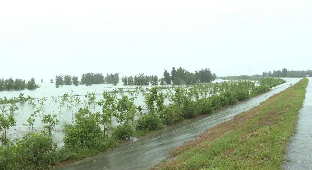 同马大堤启动防汛Ⅲ级应急响应 全力筑牢防汛安全大堤_长江