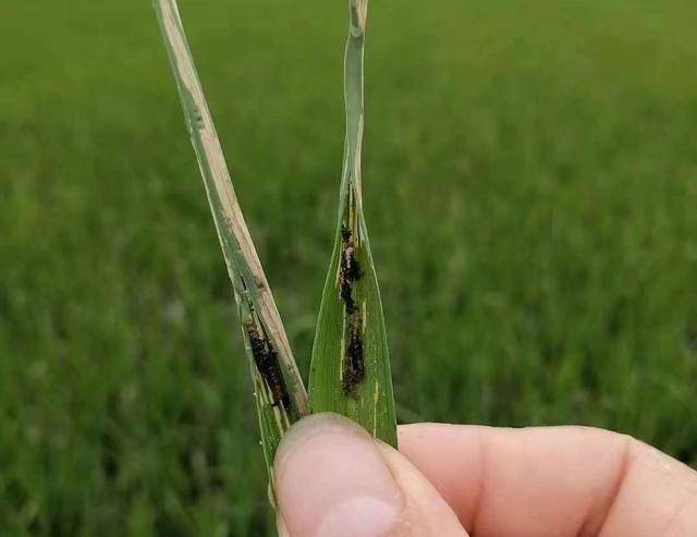 水稻卷叶虫严重,叶片都卷白了,有人说不会影响产量,是真的吗?