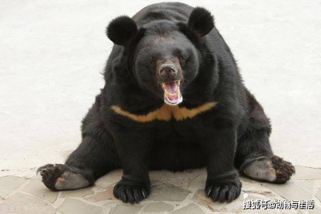 黑熊体裁种类:美洲熊属:熊属科:熊科目:食肉目类别:货币门:脊索动物
