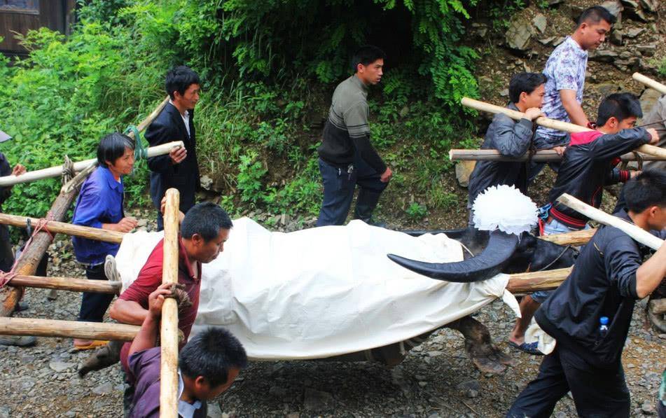原创贵州雷公山"牛王",去世后获15人抬棺,主人表示:是我的亲人