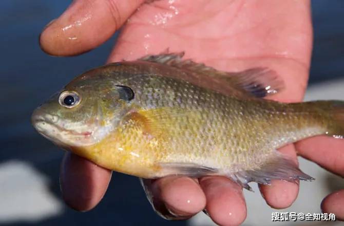 北美太陽魚入侵多地河流形似羅非魚吃魚卵魚苗但味道不錯