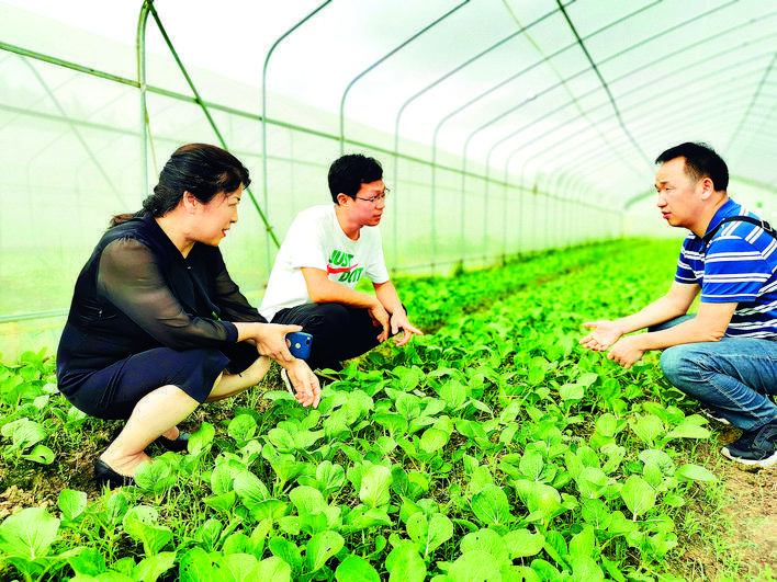 服务中心积极示范推广特色农业技术 菜禽轮作开启循环农业新模_种植