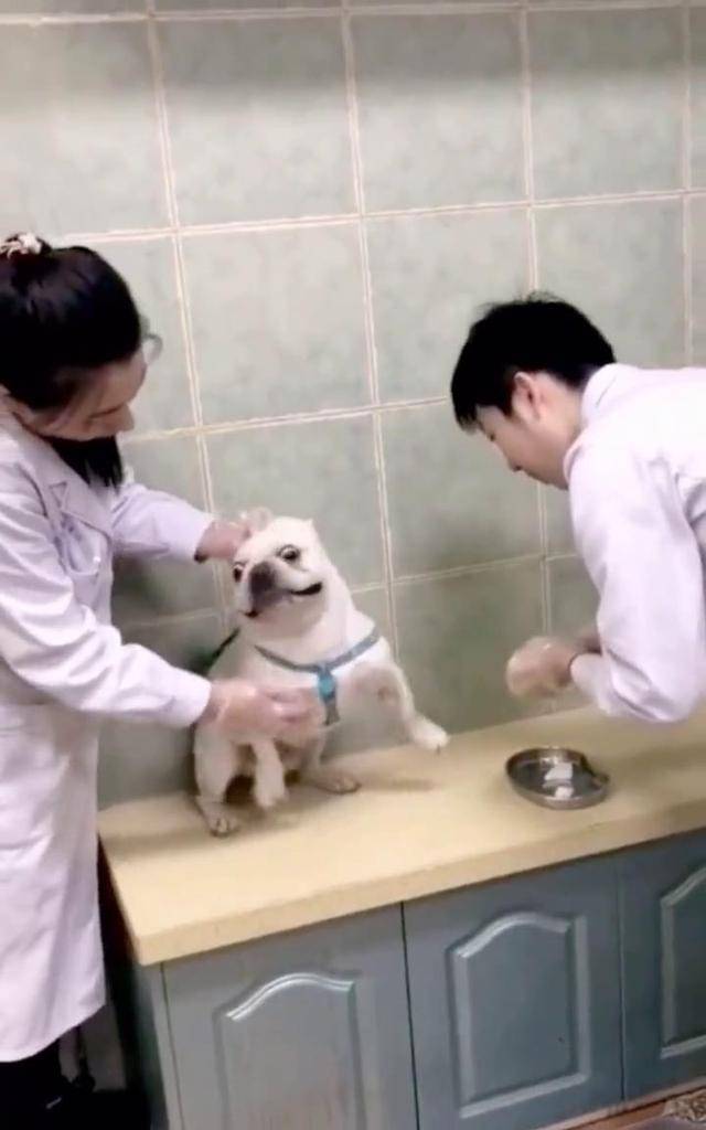 斗牛犬被命运掐住了脖子,硬生生吓出了表情包,放开我~我不打了_手机