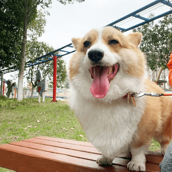 宠物柯基哪里买柯基犬夏天不爱吃东西怎么办怎么改掉挑食
