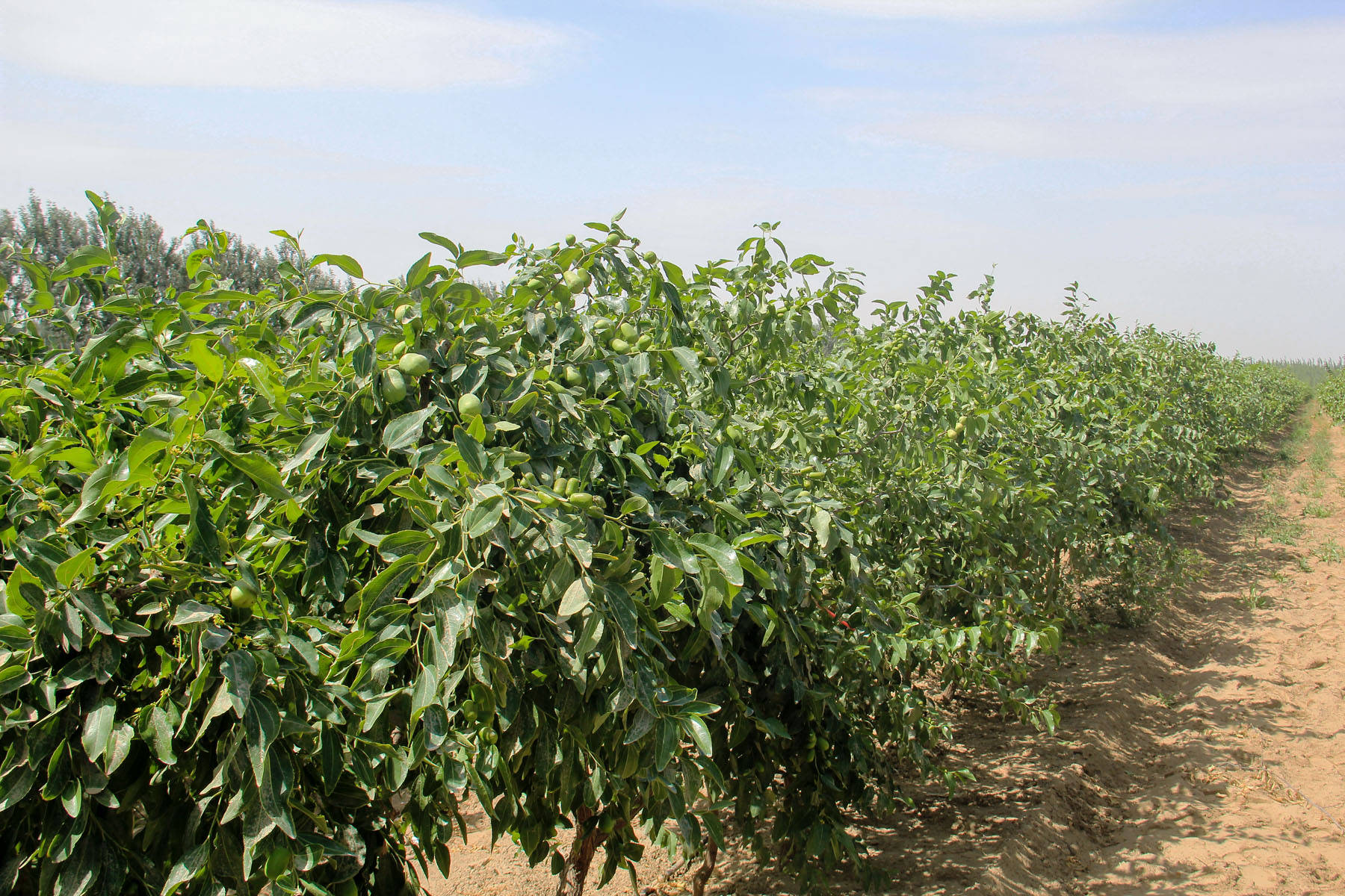 策勒农产品地理标志产品——策勒红枣