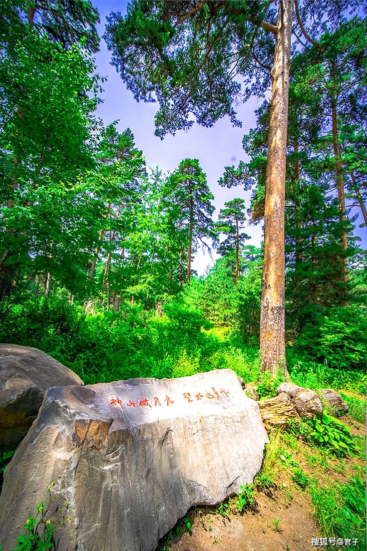 "美人松"被誉为长白山"第一奇松"当之无愧:她秀