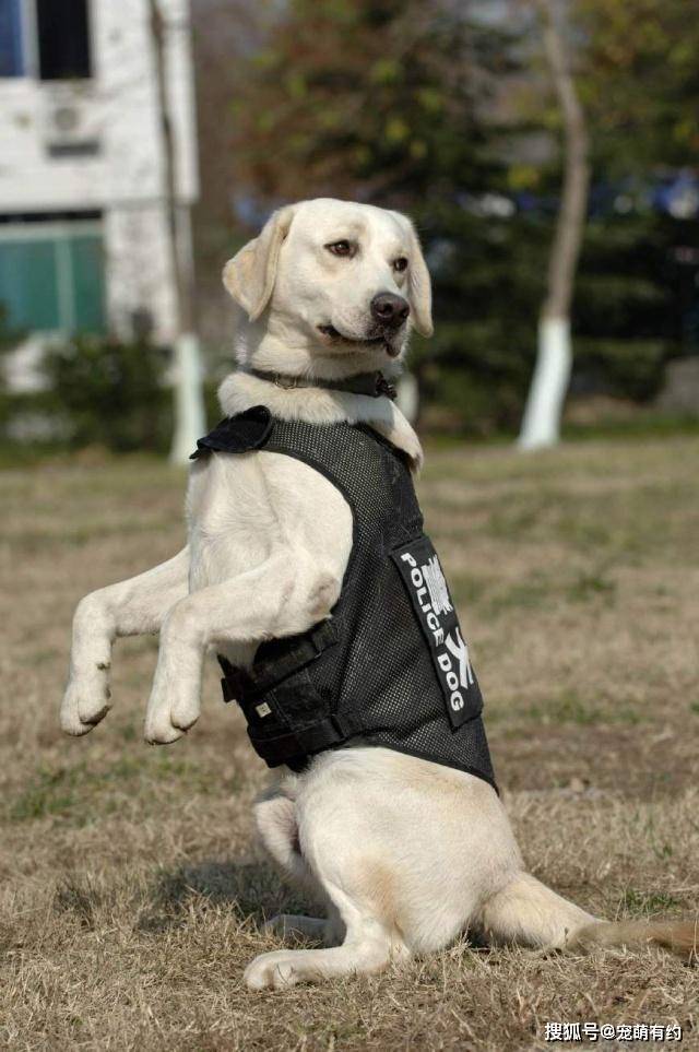 原创执行不同警务任务的警犬,对犬种,犬的性格,是有不同要求的