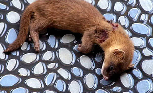 黄鼠狼溜进家中偷吃,没想却被猫咪制裁住,接下来的事让人吃惊_网友