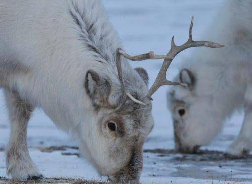 北极最神秘的生物,曾因猎人大肆捕杀数量剧减,而今又再度出现