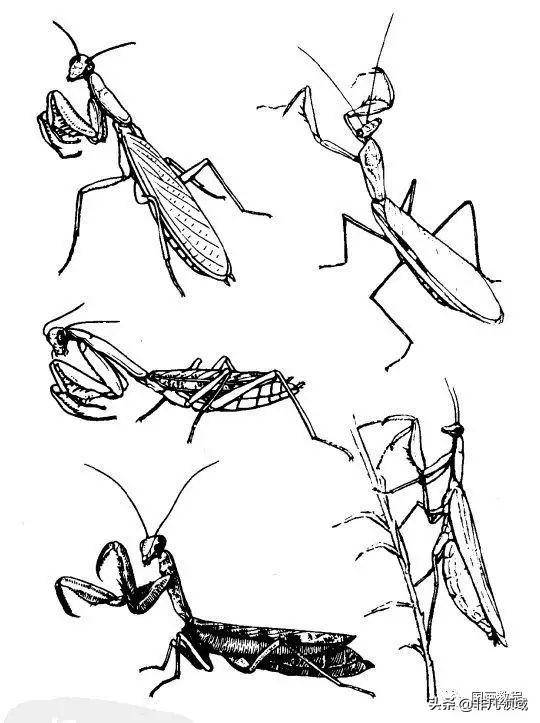 昆虫画法 复杂图片