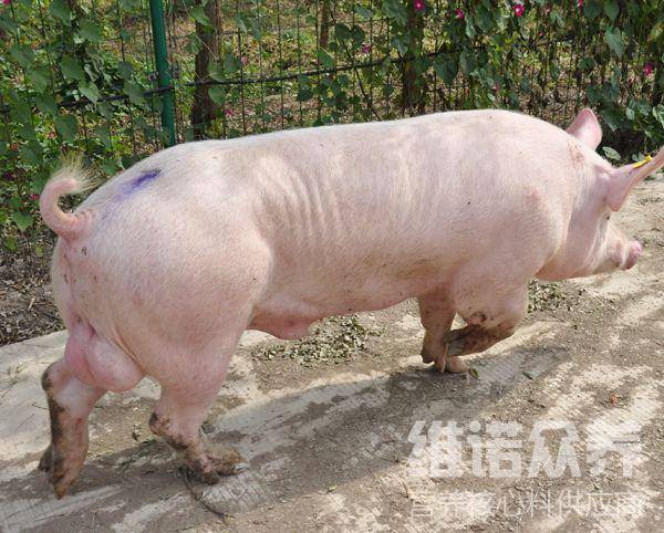 公豬吃什麼飼料合適,種公豬飼料配方精多體壯配種好