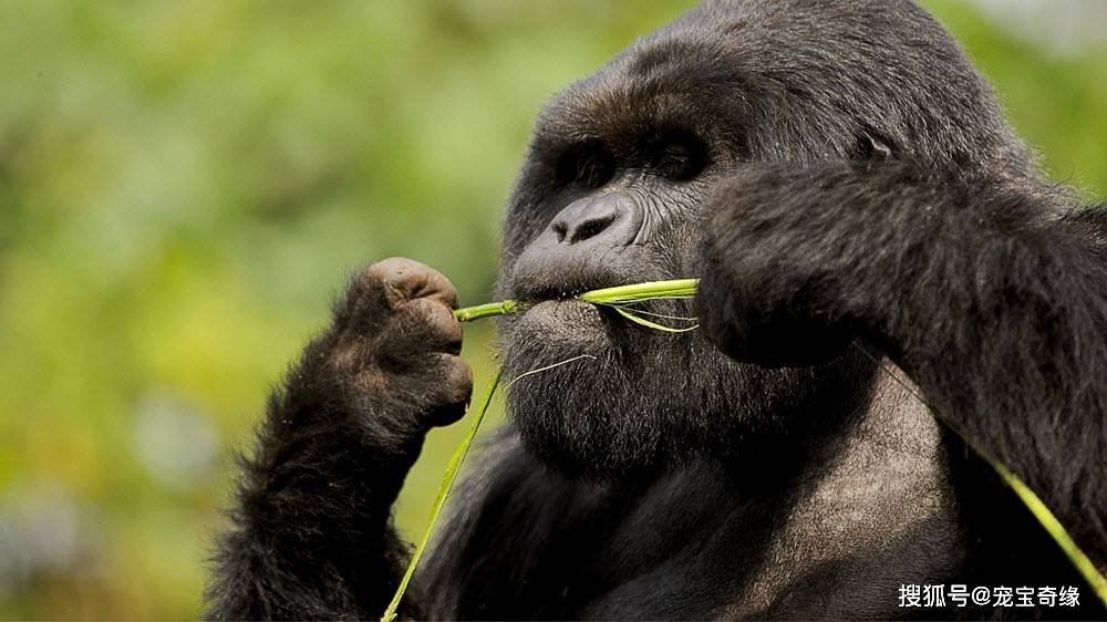 野生大猩猩竟然会唱歌科学家用隐蔽摄像机记录下了珍贵的镜头