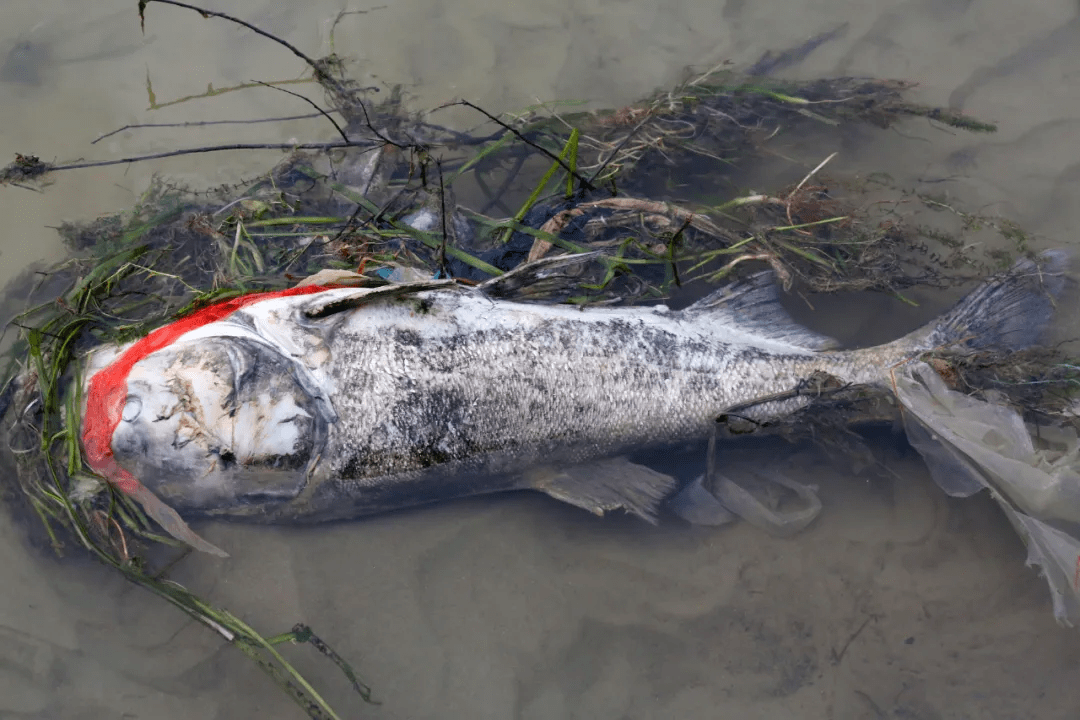 一条800米长的沿江沙包堤坝功不可没,村民再次向我们讲述的险情