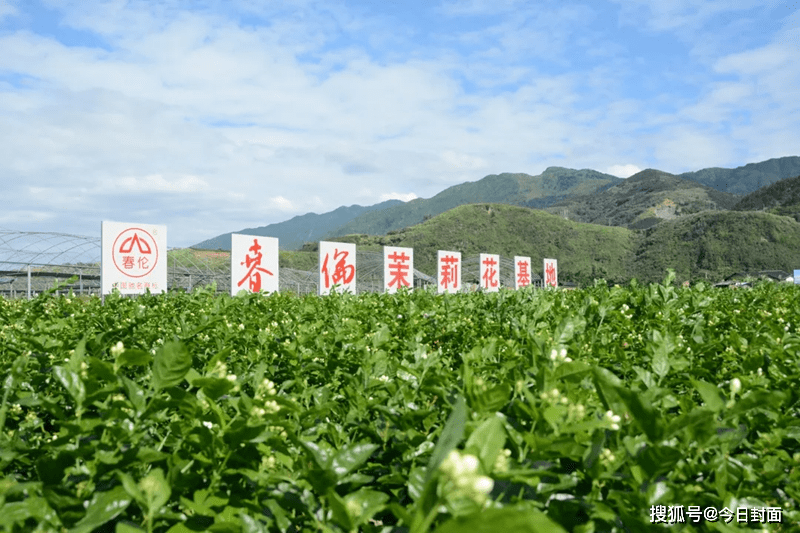 2012年,我们在永泰县梧桐镇春光村建立茉莉花种植基地,通过流转承包了