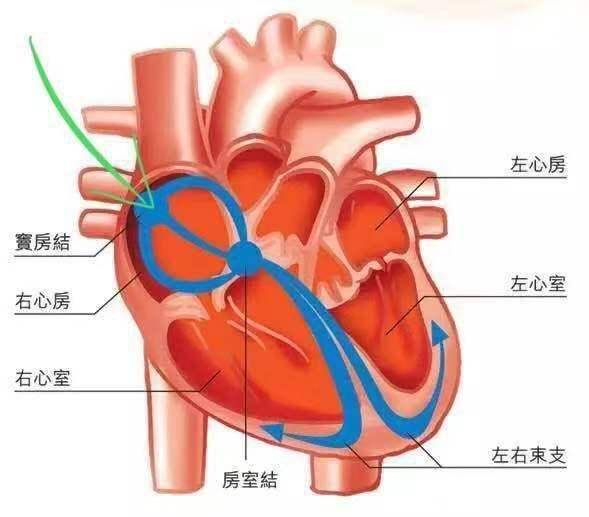 什么叫"窦性心律"?会影响身体么?