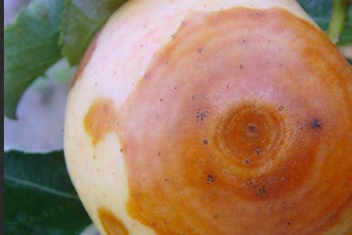 苹果腐烂病是什么原因导致的?如何有效防治?听听专家怎么讲