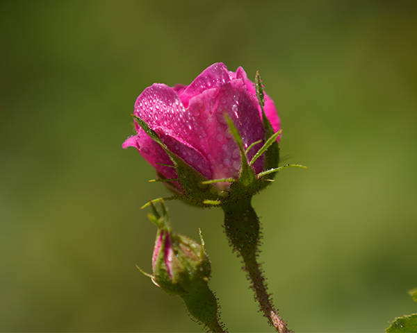 古丝绸之路上的一朵药用玫瑰花于田沙漠玫瑰