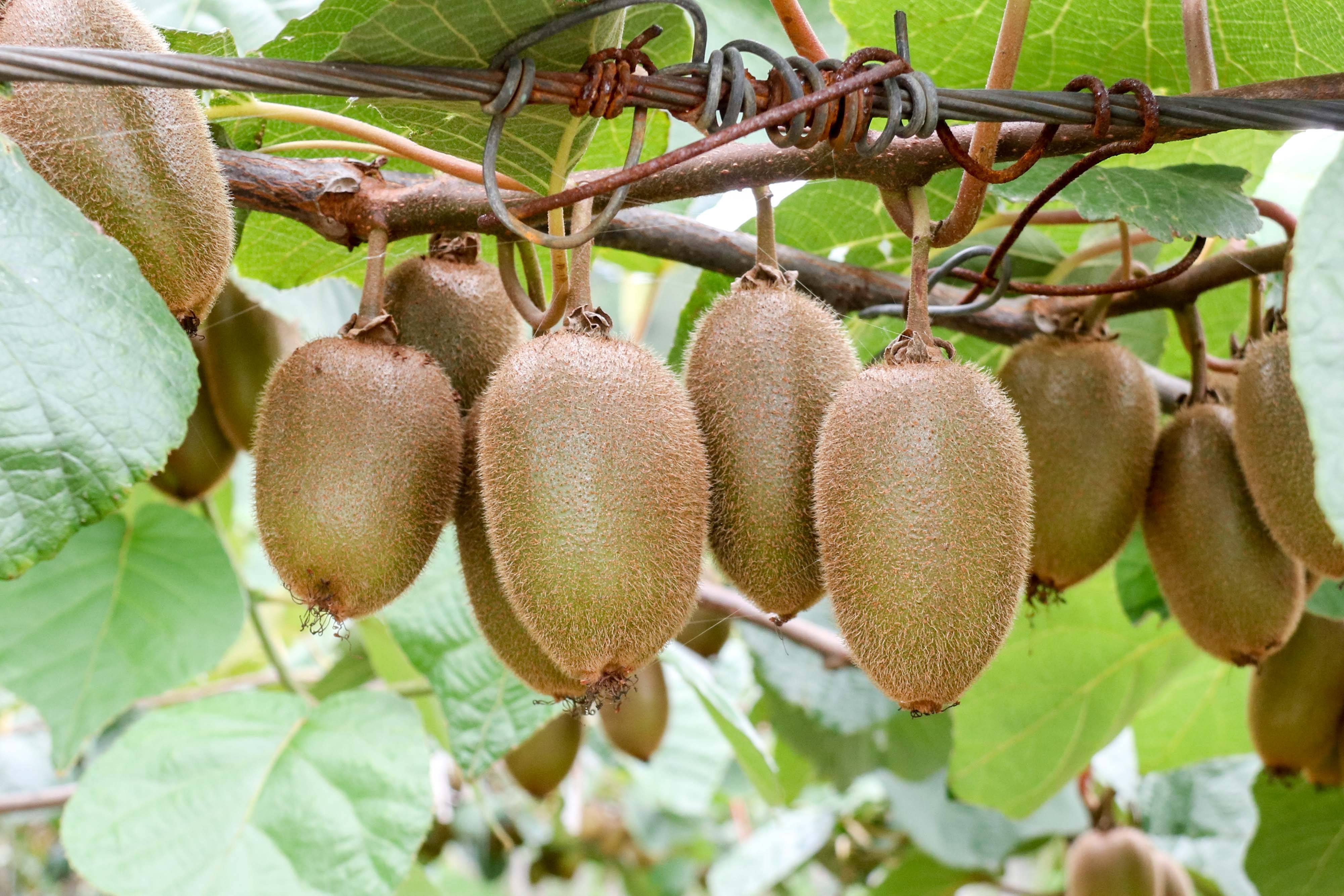 佳忆德猕猴桃生长记录第10期丨35万颗猕猴桃已穿上"衣服"整装待发