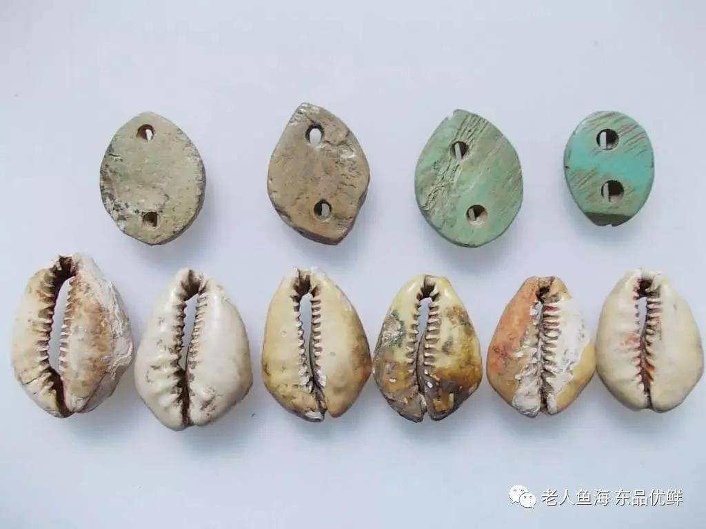 当贝壳是货币时,有没有人疯狂捡贝壳发家致富?