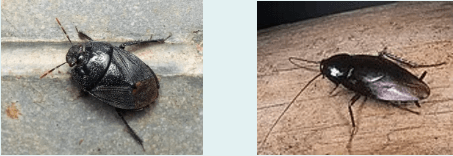 梅雨季节到,我们来报道——土蝽