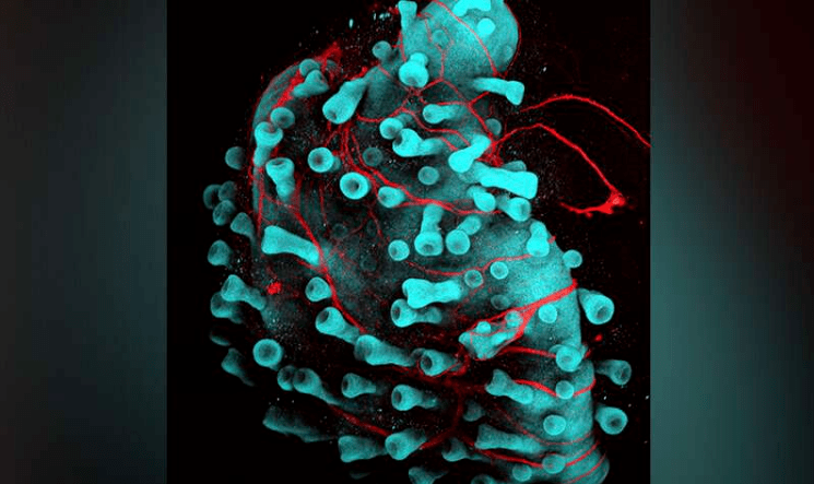 人造器官还有多久能实现看看这些干细胞研究就知道了