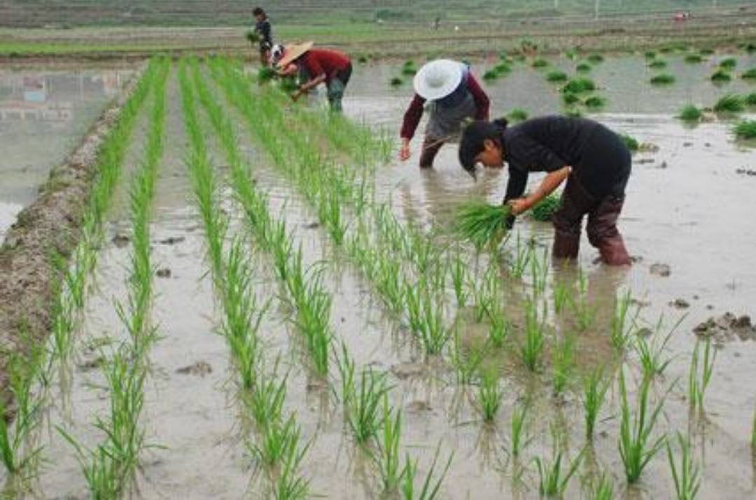 博君富硒大米种植基地_水稻
