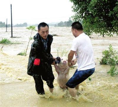 猪会游泳,为什么洪水中还会淹死500头猪,猪坚强后来怎样了?