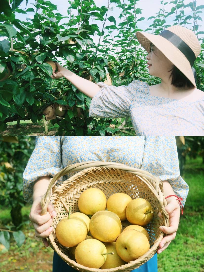 摘水果|安吉田园嘉乐比梨子季来了
