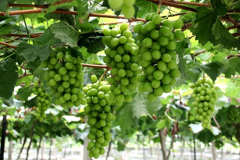 江津区鼎山街道仙池村润滋源水果园的葡萄熟等您来摘