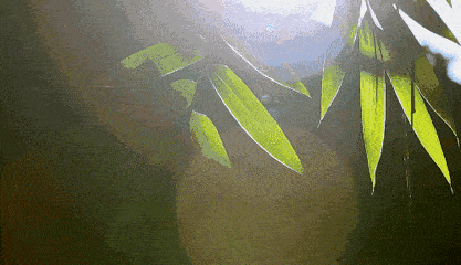 所谓三伏天,是这样推算的:夏至后第三个庚日入初伏(今年是公历7月16日