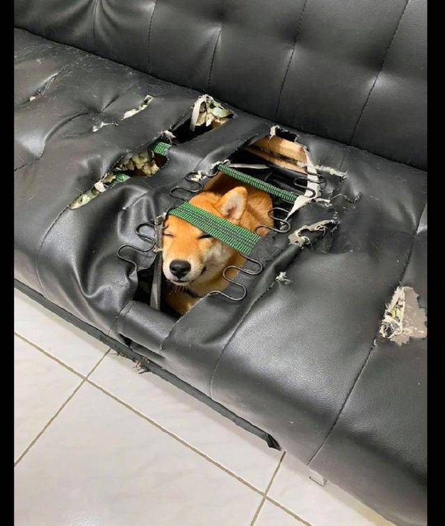 原创柴犬将家里的真皮沙发咬个洞,钻进里面藏起来,表情还挺骄傲的啊