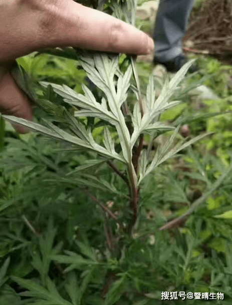 红脚艾是珍珠菜吗答案在这里