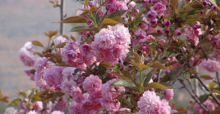 樱花品种(13):思川樱花 识别要点及形态特征