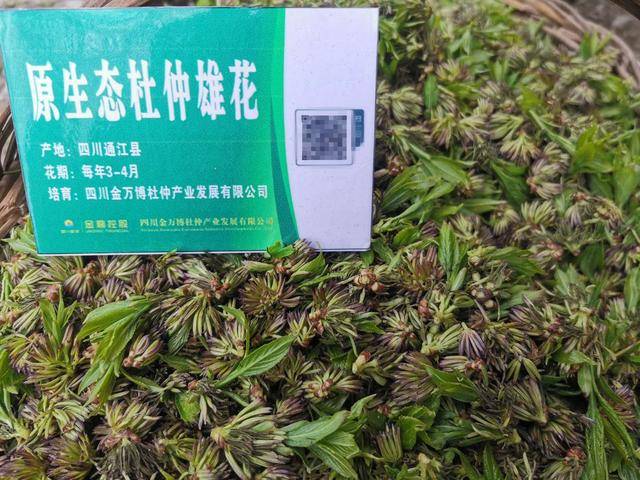 金萬博杜仲知多少:杜仲雄花茶