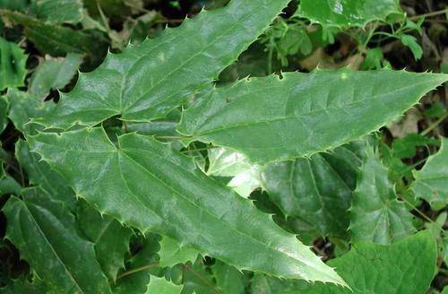 关节炎患者可以服用含有骨藿苷的营养物质,骨藿苷是以淫羊藿补肾,杜仲