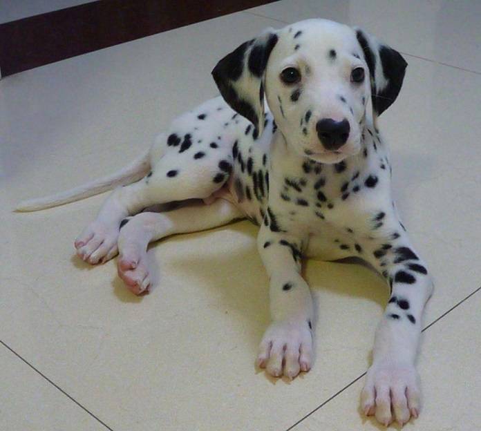 原创斑点犬,因一身斑点而非常有时尚感,博得了人们的眼球